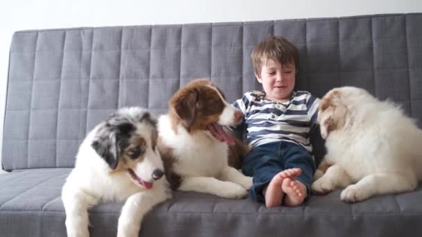 4k. pequeño niño jugando con tres pequeño perro pastor australiano en el sofá - Imágenes, Vídeo