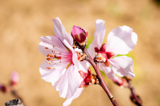 Blooming almond blossoms in a peaceful garden in the springtime - Photo, Image