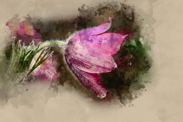 Watercolour painting of Beautiful macro image of Pulsatilla Vulgaris flower in bloom - Photo, Image