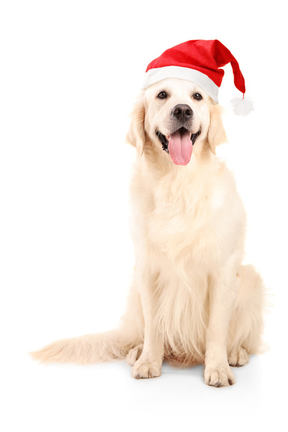 Dog wearing christmas hat - Fotoğraf, Görsel