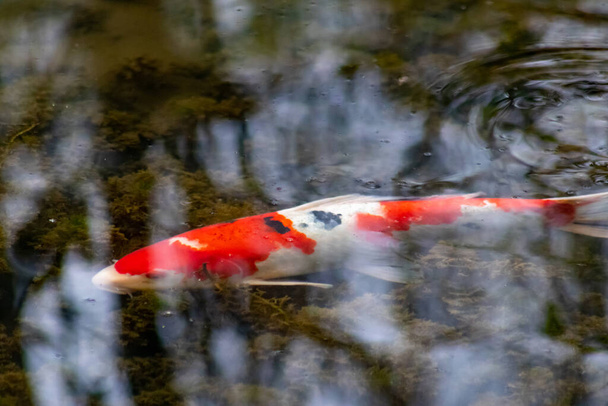 Színes koi ponty a kerti tóban egy drága koi hal narancssárga és piros szerkezettel, mint értékes befektetés a japán ázsiai koi szerelmeseinek zen kerti tavak és pihenés a japán luxus ponty - Fotó, kép