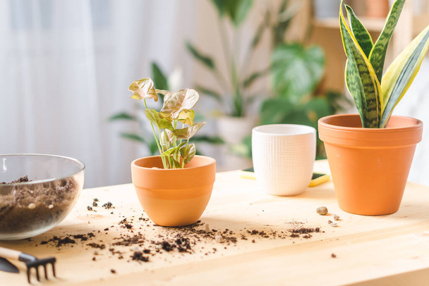  Planta em vaso, jardinagem em casa - Foto, Imagem