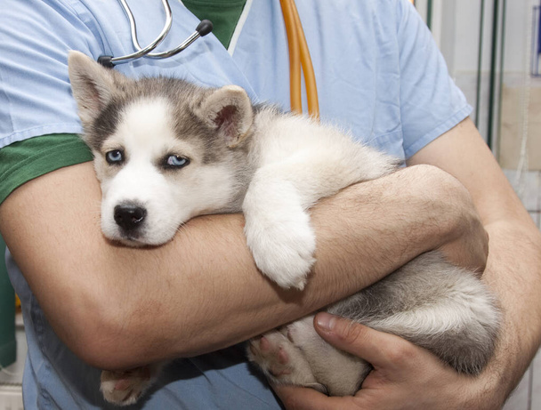 examining dog at vet clinic - Photo, image