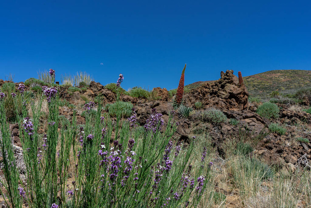 Tenerife 'deki Teide Ulusal Parkı' nın manzarası. Bu yerin florasını görebilirsiniz, Tajinaste gibi.. - Fotoğraf, Görsel