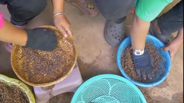 a semente interna da pimenta de baga com o pericarpo retira-se e exporá o secado onde os pimentos ficam brancos (perto ) - Filmagem, Vídeo