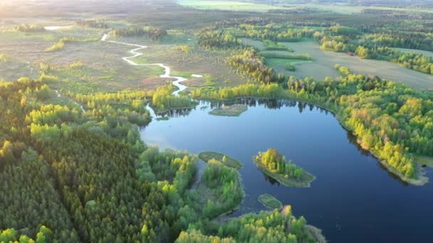 Alberi verdi che circondano la palude di Ao Estonia - Filmati, video