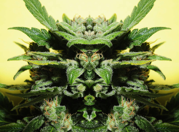 Концепция конопли. Психоделический визуальный эффект. Растение марихуаны изолировано на ярко-желтом фоне. - Фото, изображение