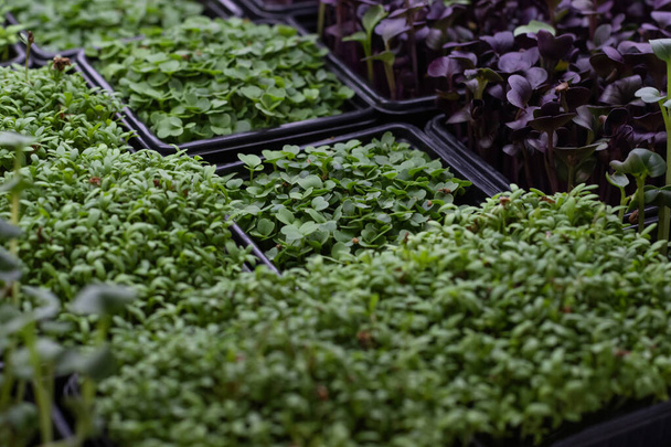 Verse sappige groene microgreens groeien in dienbladen. Het concept van superfood, gezond eten, veganisme. - Foto, afbeelding