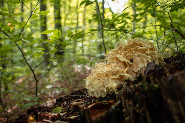 Champignon Sparassis crispa dans la forêt pendant la saison d'automne - Photo, image