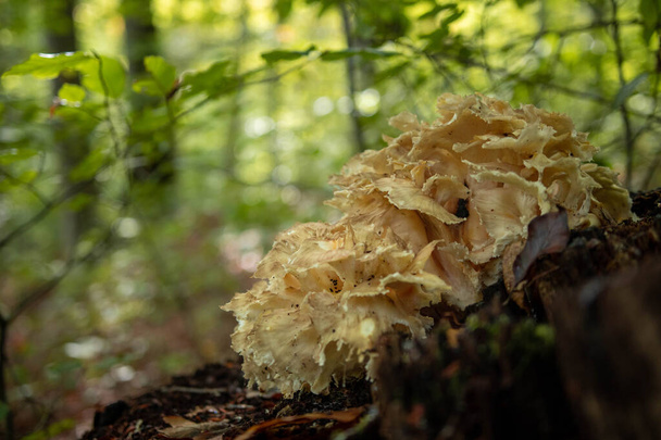 Sparassis crispa mushroom in the forest during autumn season - Photo, Image