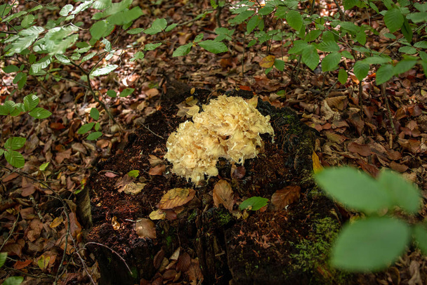 Sparassis crispa cogumelo na floresta durante a temporada de outono - Foto, Imagem