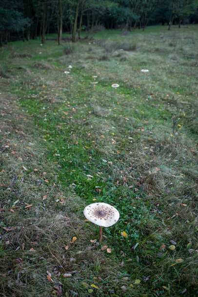 Parasol mushroom in the forest in natural light during autumn season - Photo, Image