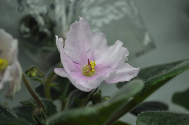 家庭での繁殖用バイオレット。自家製の花。家のための花。センポリアだ。ピンク色の花. - 写真・画像