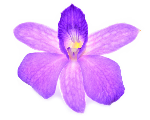 Flor de orquídea
 - Foto, Imagem