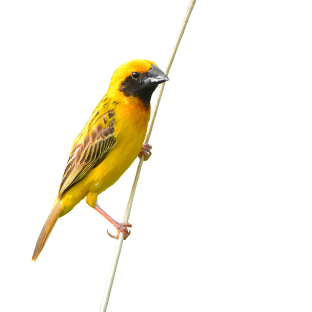 asijské zlatý weaver pták - Fotografie, Obrázek