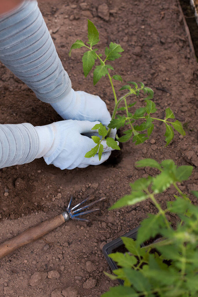 Frau im Gewächshaus pflanzt Tomatensetzlinge im Frühling, Nahaufnahme der Hände - Foto, Bild