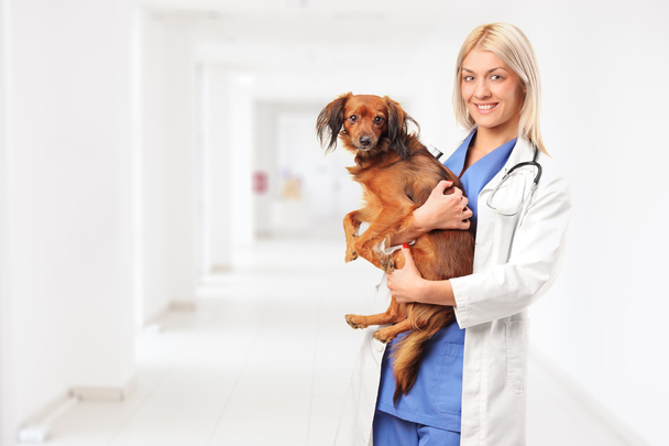 Female veterinarian holding dog - Фото, зображення