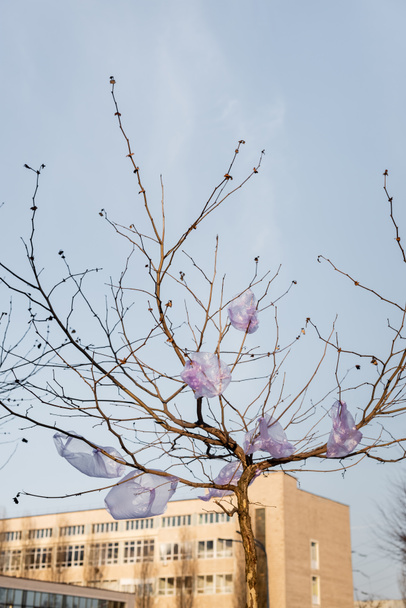 cellofaan zakken op boom in de stad tegen de blauwe lucht, ecologie concept - Foto, afbeelding