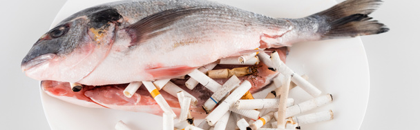 ausgenommener Fisch in der Nähe von Zigarettenenden auf weißem Teller, Umweltkonzept, Banner - Foto, Bild
