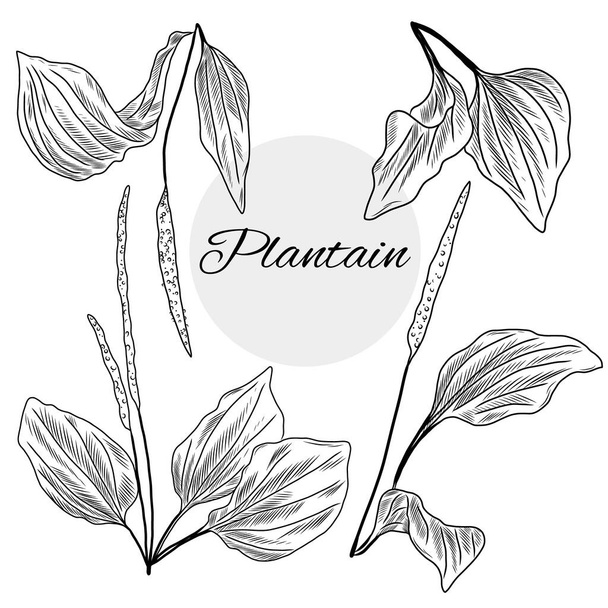 Conjunto dibujado a mano de Plantain planta, plantas medicinales herbales. Plátano de hoja ancha, plantago - Vector, imagen