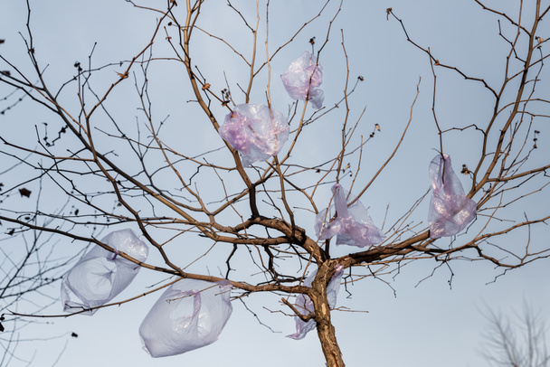 низький кут зору пластикового пакету на дереві проти блакитного неба, концепція екології
 - Фото, зображення