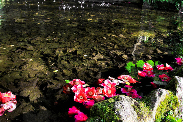 Ροζ καμέλιες επιπλέουν στα νερά μιας λίμνης - Φωτογραφία, εικόνα