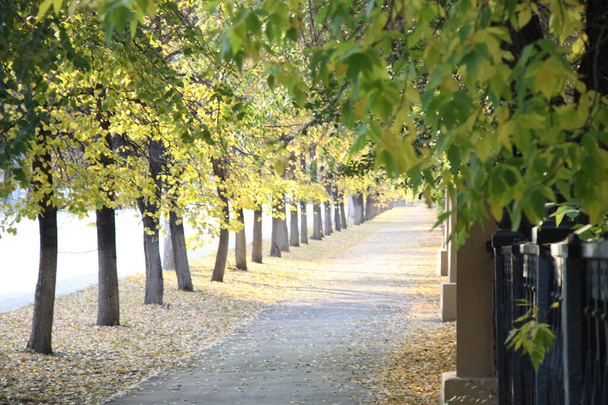 Двір осінніх дерев вранці
 - Фото, зображення