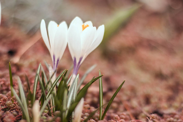 Fiori di croco bianchi di primavera in un'erba in primavera. Primo piano banner orizzontale con breve profondità di campo e spazio per il testo. - Foto, immagini