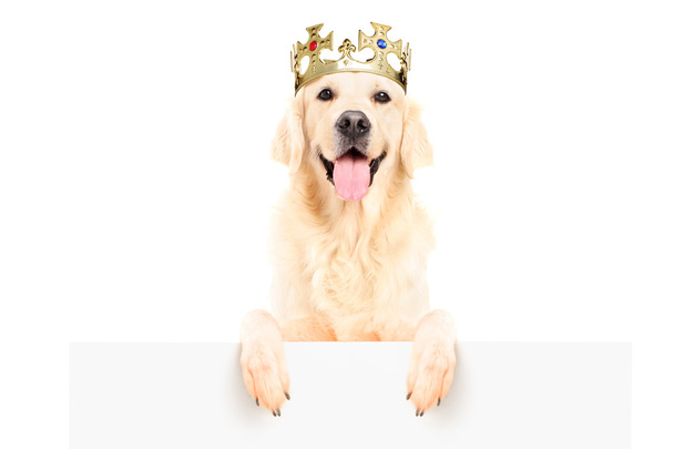 Retriever dog wearing crown - Zdjęcie, obraz