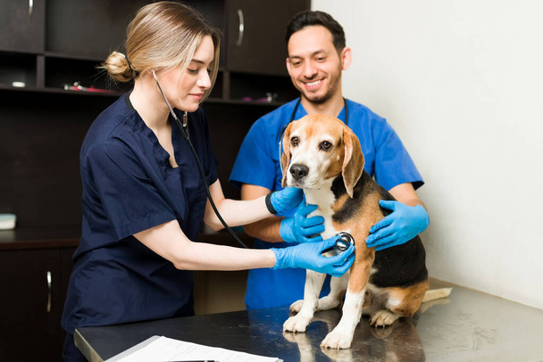 Mujer veterinaria feliz usando un estetoscopio para escuchar el corazón de un lindo perro beagle. Veterano caucásico y hombre hispano examinando a una mascota enferma  - Foto, Imagen