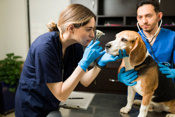 Atractiva mujer veterinaria sosteniendo un otoscopio en una mascota beagle. Hombre hispano y mujer caucásica veterinarios con guantes y matorrales para examinar a un perro lindo - Foto, Imagen