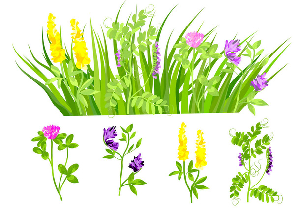 hierbas mezclan y separan plantas verdes individuales - Vector, Imagen