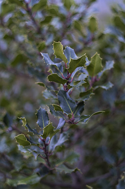 Λεπτομέρεια του φυτού Ilex, του δέντρου και του θάμνου που είναι κοινώς γνωστά ως Holly, είναι ένα από τα τρία γένη της οικογένειας Aquifoliaceae. - Φωτογραφία, εικόνα