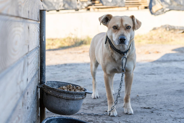 Vaaleanruskea koira seisoo kojunsa lähellä ja tuo lautasellisen kuivaa ruokaa. - Valokuva, kuva