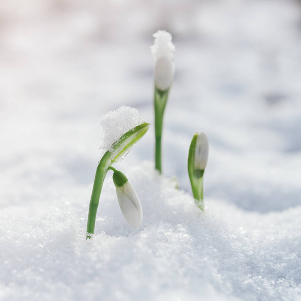 Flores de la gota de nieve emergen a través de la gruesa capa de nieve, las primeras flores de primavera a principios de primavera - Foto, Imagen
