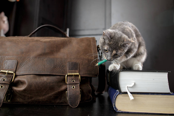 Funny cat enthusiastically gnaws a pencil while sitting on the books, next to it there is an old briefcase. Education concept. - Photo, Image