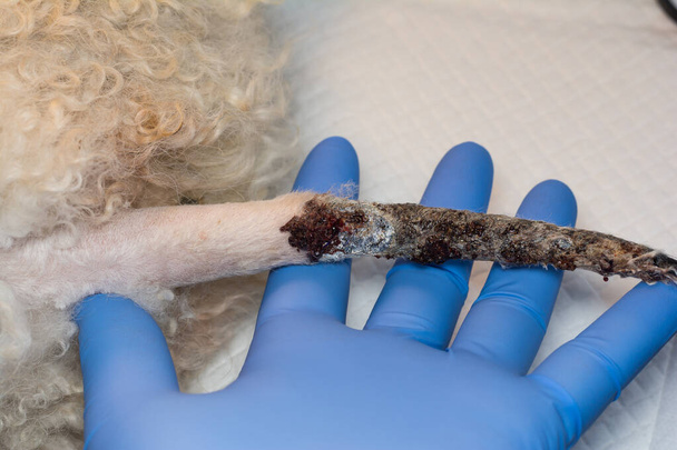 κοντινή φωτογραφία ουράς σκύλου χωρίς παροχή αίματος προετοιμασμένη για χειρουργική επέμβαση - Φωτογραφία, εικόνα