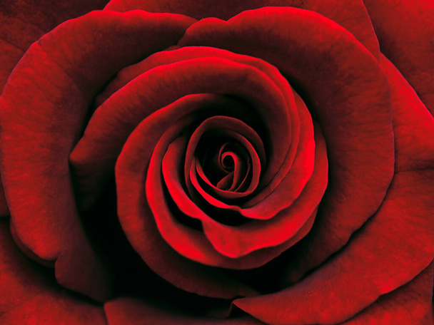 close up from a red rose - Photo, Image