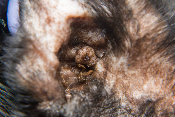 photo en gros plan d'un chat noir avec otite et dermatite griffante - Photo, image