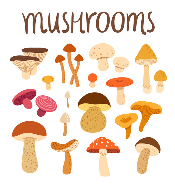 Mushrooms - Vettoriali, immagini