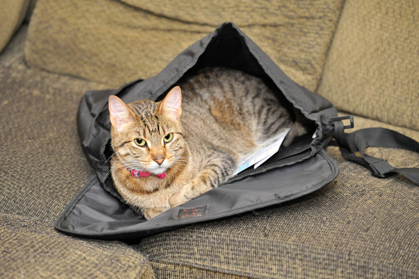 かばんの中の猫 - 写真・画像