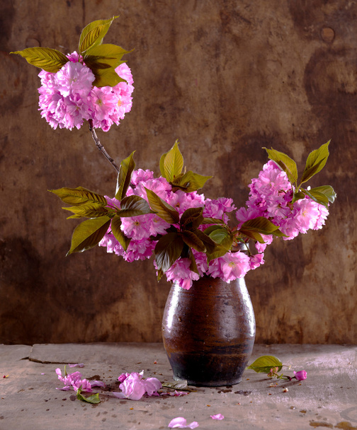 Sakura em um vaso
 - Foto, Imagem