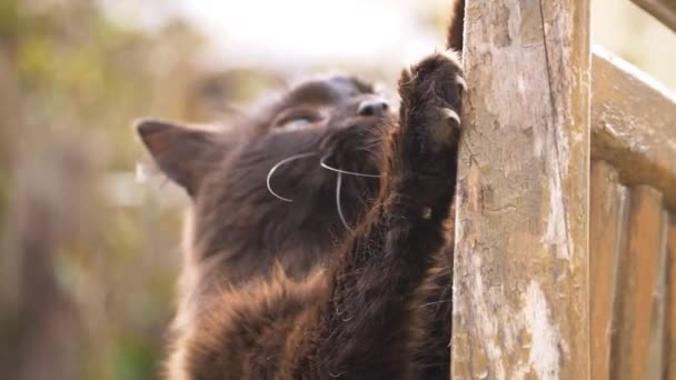 Süßer langhaariger schwarzer Kratzbaum im Sommergarten - Filmmaterial, Video