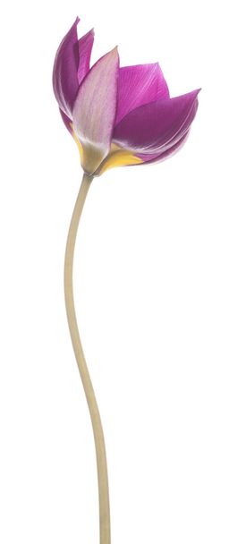 tulip - Valokuva, kuva