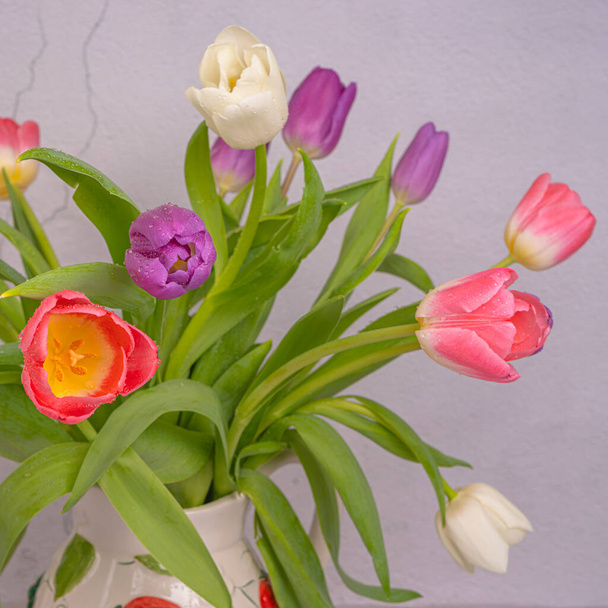 Tulipani in primo piano. Vari colori. Cartolina, c'è un posto per il testo. Sfondo, texture. Primavera e bellezza, congratulazioni ER - Foto, immagini