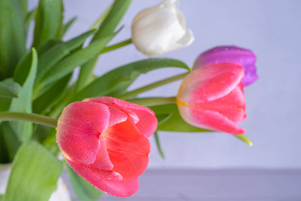 Tulipánok közelről. Különböző színek. Képeslap, van hely a szövegnek. Háttér, textúra. Tavasz és szépség, gratulálok ER - Fotó, kép