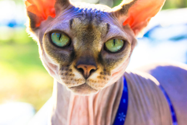 Portret pięknego szarego kanadyjskiego kota rasy Sphynx spacerującego na smyczy w parku w słoneczny letni dzień. Jasnozielone kocie oczy, uważne spojrzenie. Koci pysk z bliska. Światowy dzień kota 8 sierpnia - Zdjęcie, obraz