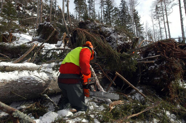 ein Holzfäller mit der Motorsäge beim Fällen von Bäumen im Winter - Foto, Bild