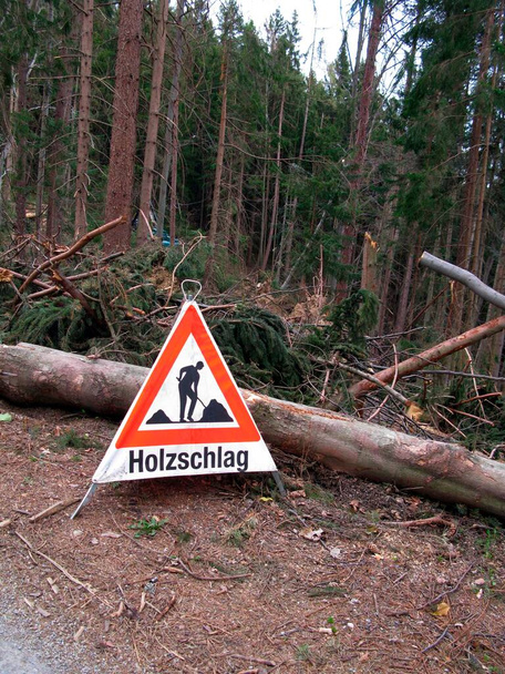 segnaletica di area riservata durante il taglio e il taglio del legno nella foresta - Foto, immagini