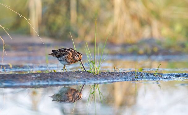 early morning snipe in the swamp - Photo, Image